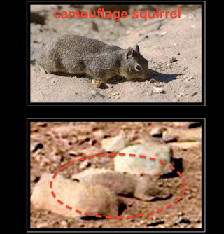 Illustration for article titled NASA totally found a squirrel on Mars and didn't tell anybody